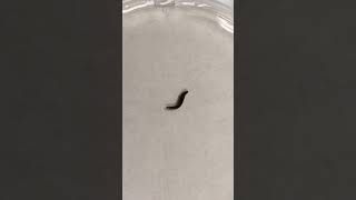 Planaria reaction to light