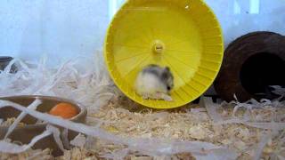 My Russian dwarf hamster