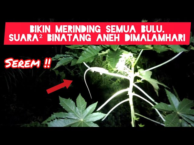 SEREM ! Bikin Merinding Bulu Ukuk — Mancing Tengah Malam Byk Suara Binatang Misterius !! class=