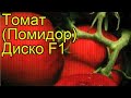 Томат обыкновенный Диско Ф1. Краткий обзор, описание характеристик, где купить семена
