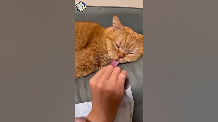 Video 11097301: funnycat cat pet cute, laugh cats dogs funny, laugh clean funny cat, laugh best funny cats, cat sleeping, amazing cat