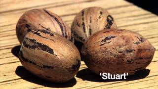 Pecan Varieties For Oklahoma