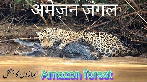 Why Scientists Can’t Fully Explore the Amazon Rainforest | Hidden Dangers & Secrets Revealed"