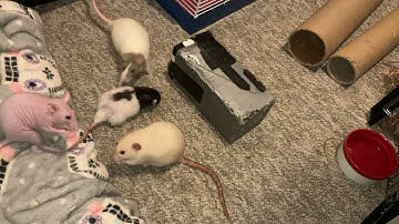 My smart pet rat Pistachio learning to jump to my hand!