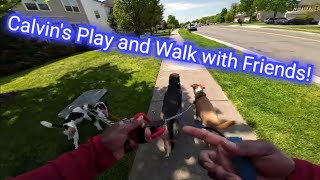 Calvin's Walk and Play w/ Friends!