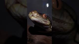 karompa super dwarf reticulated python