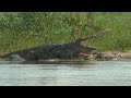 Monster Crocodile in Mozambique