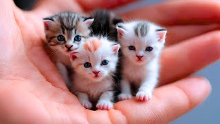 Cute Funny Kittens Play and Relax  The Best Cats Moments #kitten #kittens #cat #cats #funny
