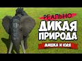 РОБОТ НОСОРОГ vs ОБЕЗЬЯНА МУТАНТ - ДИКИЙ Симулятор Битвы ♦ Animal Revolt Battle Simulator