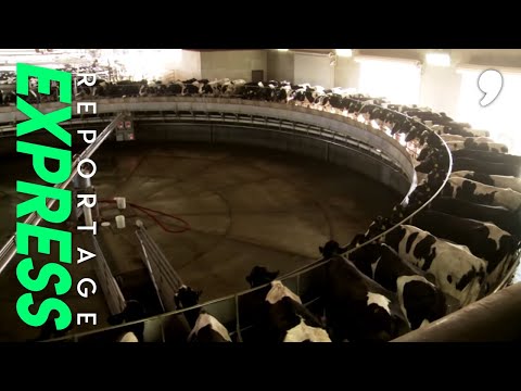 Vidéo: Quelle est la plus grande laiterie des États-Unis ?