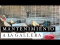 Limpiando la gallera