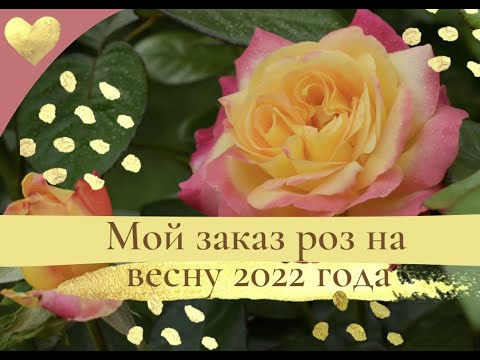 Розы заказ на весну. Розы галины баскаковой видео. Питомник звягинцевых розы. Питомник роз вдохновение краснодарский. Питомник роз элит каталог.