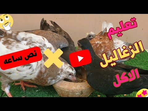 تعليم الزغاليل الأكل عمر 12يوم الربح من الحمام