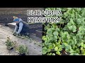 Высаживаю клубнику