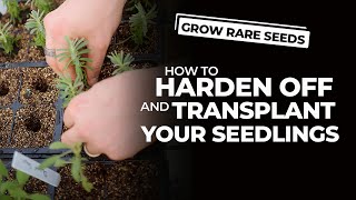 How to Harden Off and Transplant Your Seedlings