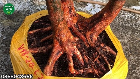 Hoa sim tím rễ đẹp ba thân giao lưu đến các bác