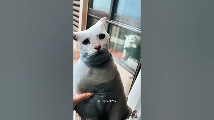 Watch the video about Cat afraid of doll 🐱#cat #funnyvideo #funny #pets #kitten