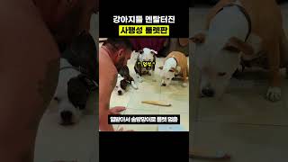 핏불 멘탈 나가버린 아빠의 룰렛판