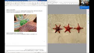 Lab #14 Kingdom Animalia Phylum Echinodermata