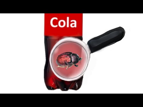 Video: Kola Fındığı Nedir: Büyüyen Kola Fındığı Hakkında Bilgi