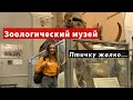 Зоологический музей СПб | Сходи Посмотри чучела животных - таксидермия Санкт-Петербург