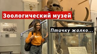 Зоологический музей СПб | Сходи Посмотри чучела животных - таксидермия Санкт-Петербург