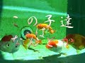 金魚　らんちゅう飼育18