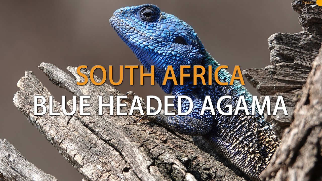 Blue Headed Agama | South Africa - YouTube