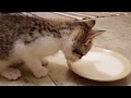 Orphan Rescue Kitten Archie Day 32 - Drinking Kitten Milk Replacer and Playing