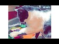 Cat uses Buttons to Speak | Animal AAC