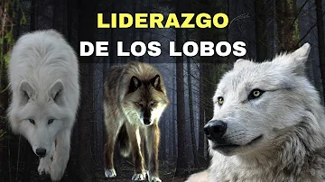 ¿Qué le ocurre a una manada de lobos cuando muere el alfa?