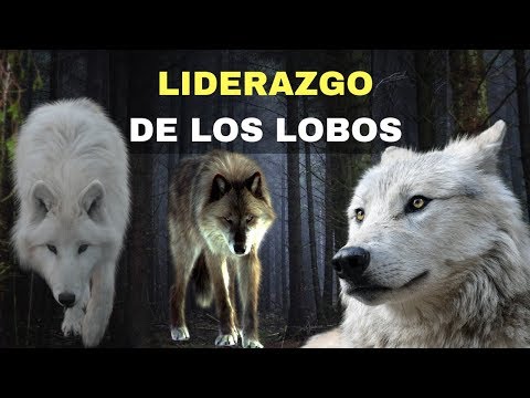 Vídeo: El Impacto REAL Que Los Lobos Tienen En Nuestro Medio Ambiente [vid] - Matador Network