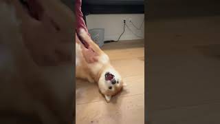 Shiba Fighting Off His Debt Collector