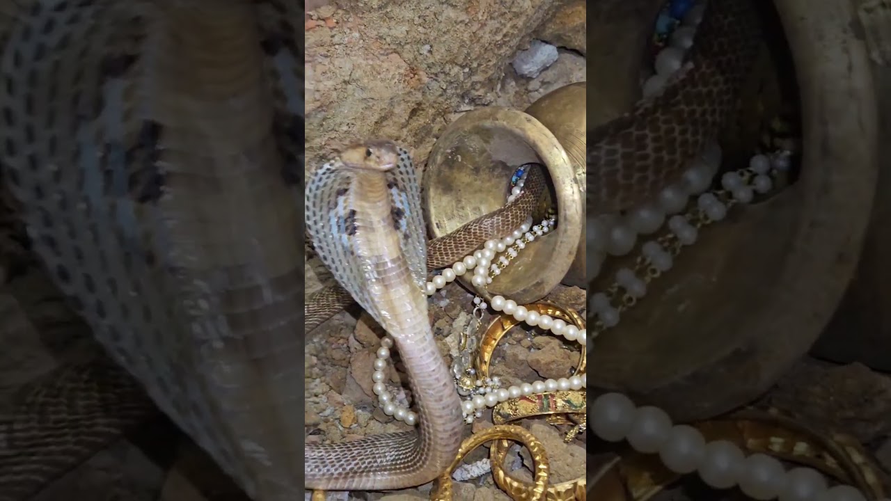 Cobra&rsquo;s Secret Treasure #shorts #snake #snacks #wildlife #ytshorts