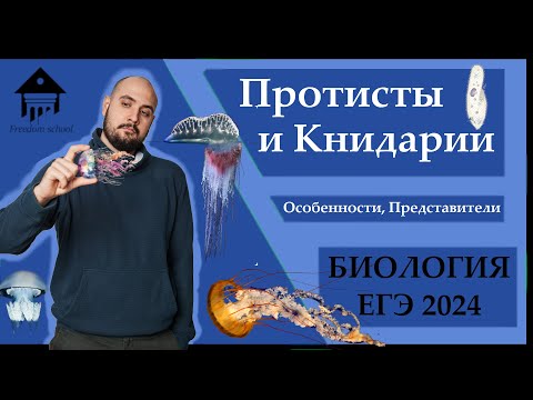 Протисты и Кишечнополостные для ЕГЭ 2024 |ЕГЭ БИОЛОГИЯ|Freedom|