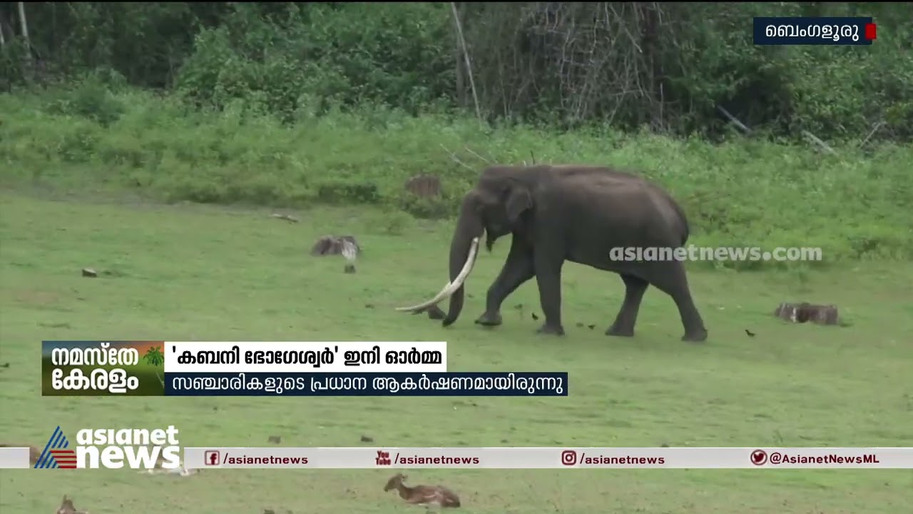 ഏഷ്യയിലെ ഏറ്റവും നീളം കൂടിയ കൊമ്പുള്ള ആന 