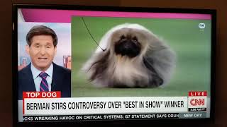 John Berman vs Westminister Kennel Club Dog Show 2021 by Esme Dressel 2,523 views 2 years ago 4 minutes, 21 seconds