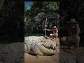 World's Oldest Living Crocodile | Crocodile | Botswana | South Africa | Africa | #shorts #wildlife