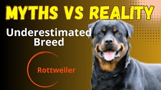 Dog Breed Myths Busted #debunking #unfair #myths #behavior #underrated #underdogs #behavior #breeds by BreedSpot - Spotting the best dog breeds 358 views 5 months ago 2 minutes, 11 seconds