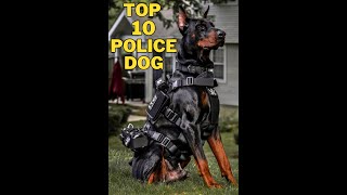 Top 10 Police Dog Breed #info10ment #dogspecies #dog  #doglovers