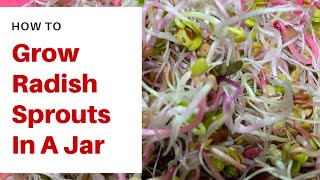 How To Grow Radish Sprouts In A Jar (Just 5 Days!) screenshot 5