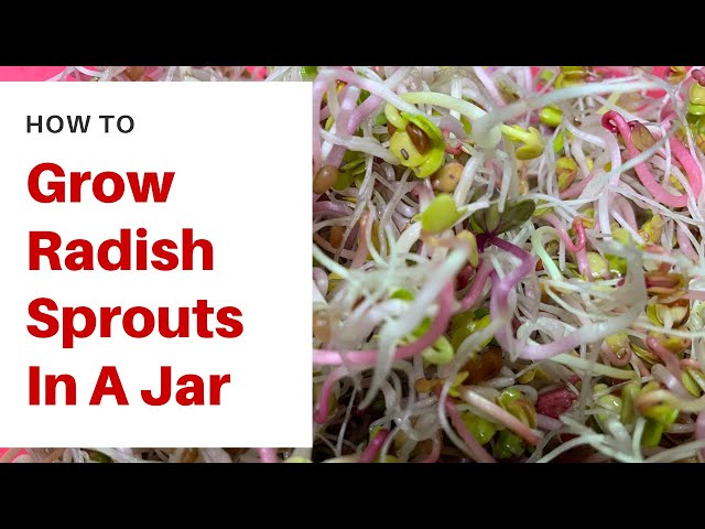 How to Grow Radish Sprouts in a Jar?  