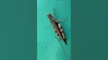 ￼￼ con ốc nhỏ con ốc vừa con ốc to con cào cào khổng lồ#shorts