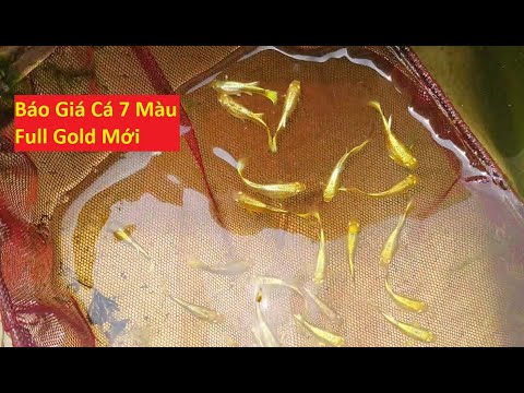 Cá 7 Màu Gold - Cập Nhật Cá 7 Màu Full Gold Báo Giá Cá Mới