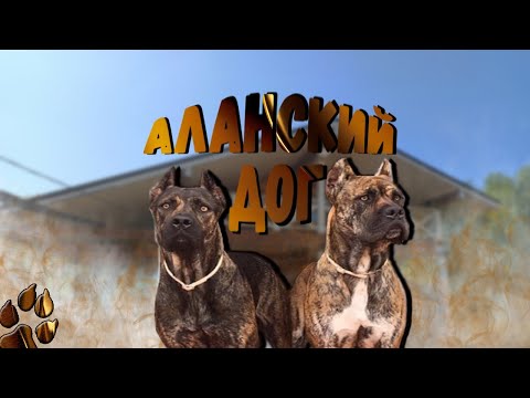 Video: 5 Giant Dog Breeds, mis muretsevad selle loomaarsti pärast