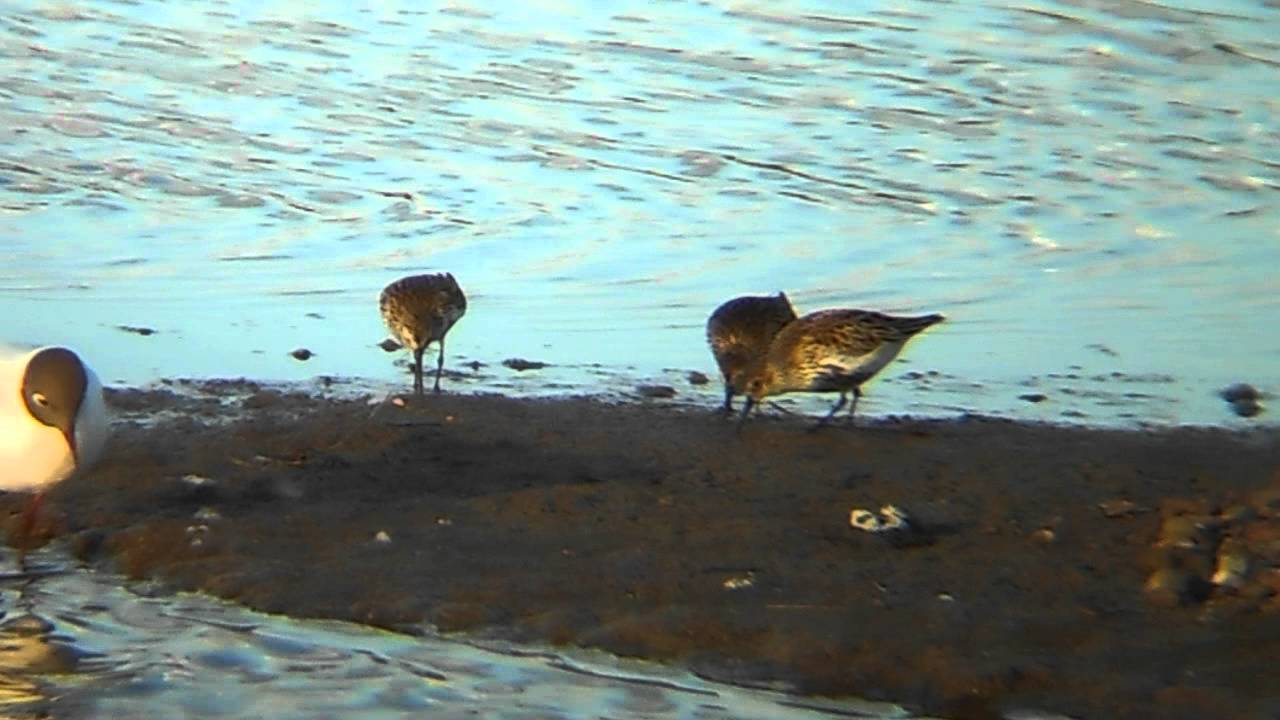 photography en español Dunlin (Flock)