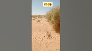 هاوي الخرجات الصحراوية قناة 2 /مقطع من كوكب آخر للقارئ الخاشع للقارئ سيد متولي عبد العال رحمه الله.