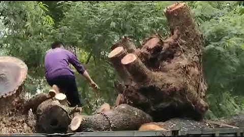 Cần cẩu UNIC 360v turbo, anh tài xế điều khiển nhẹ nhàng cẩu gốc qua hàng cây cực chất.