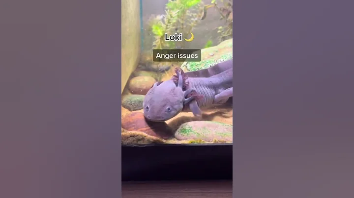 Super rare axolotls in captivity