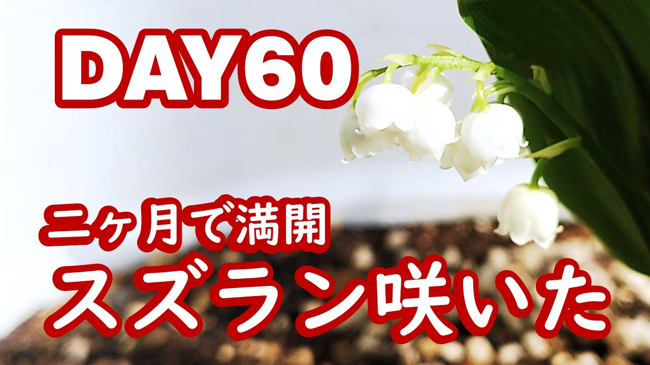 スズラン様　取り置き 園芸】株分けスズランの発芽～開花まで【ガーデニング】 - YouTube